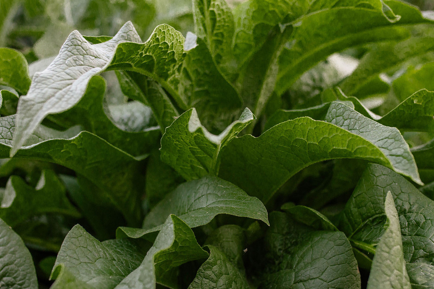 Up close image of Comfrey Leaves